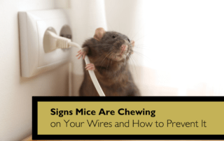 Signs Mice Are Chewing on Your Wires and How to Prevent It