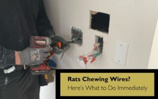 Rats Chewing Wires? Here’s What to Do Immediately